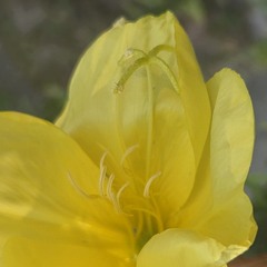 K¥rie.Oh- Die Nachtkerze.wav