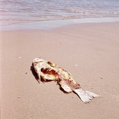 The Hidden Gem 03 by Miguel Robres [with Family Time]