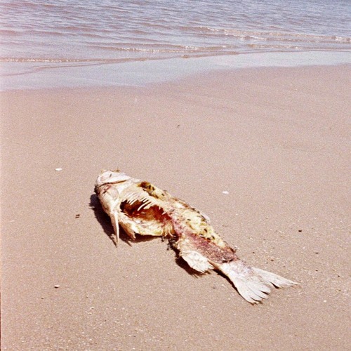 The Hidden Gem 03 by Miguel Robres [with Family Time]