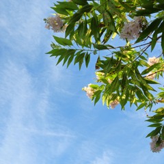 Turbo Lag! (Oddwin Sample Challenge 6) 8th place