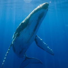 Breakfast and Beats 05:03:25