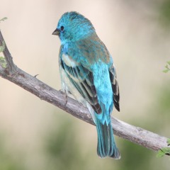 Lazuli Bunting on Summer Solstice