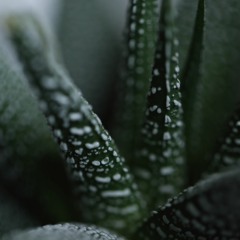 Main Leaf - Another Perspective (Original Mix)