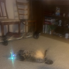 ripaidosquad(prod.loganja)