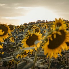 Alex Davis - The Day After