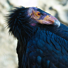 Ajabu