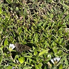 Euphoria (prod clvr)