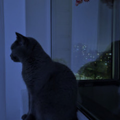Windowsill Cat [2025-02]
