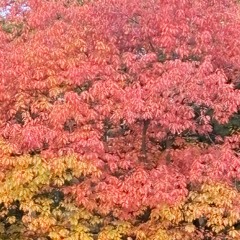 to autumn / two autumns