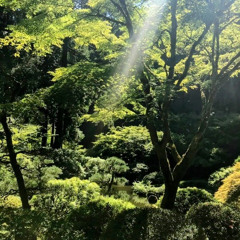 Classic Trance 02: FOREST