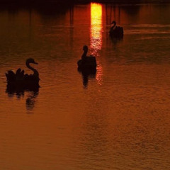 Coxxo evening mix @ Festifall Oradea 11.11.2025