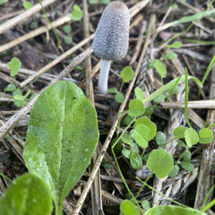 BON IVER- WE [remix]