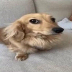 Elmar - BOOTiE (FREE DOWNLOAD)