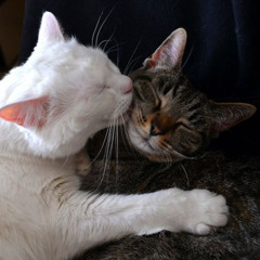 YKW Toe - Insane (Feat. DEM!SE) {prod. Taigen & Jkei}