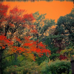 Ruby Trees