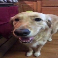 Butter Dog (feat. 2Pac, Kanye West, Juice WRLD, Eminem)