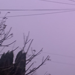 21-Vela
