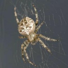 Web Tarraxo