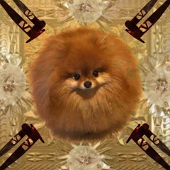 tuborosho x Jay z шпиц валентино👊🎊👊💥👊💥👊🛐🛐🩸🩸🩸😎🥸🤓🕶️🕶️🕶️