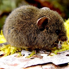 Roedor Altoandino Neomicroxus bogotensis(Río Tunjuelo)