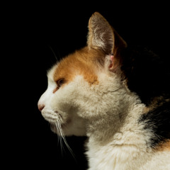 muchos sueños, poco tiempo