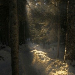 paradise p. novachance x animawav