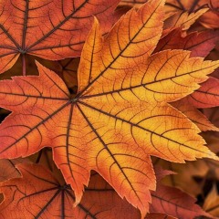 Instinctual Audio IV