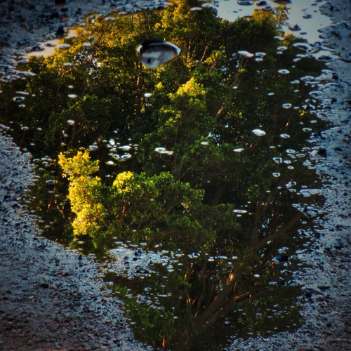 Petrichor