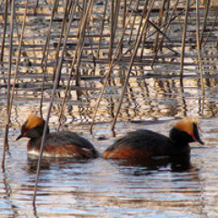 Slavonian Grebe contact call and courtship