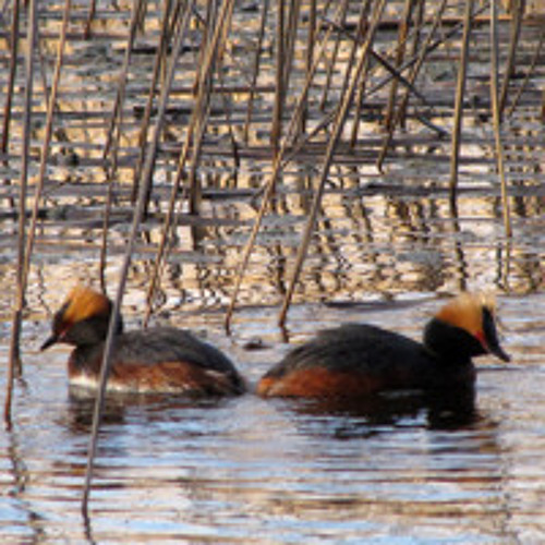 Slavonian Grebe contact call and courtship