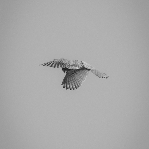 Soar