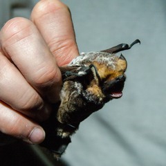 Panhandle Afield: Bats