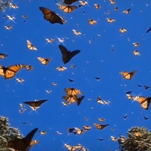 Still Into You - Paramore (Slowed + Reverb)