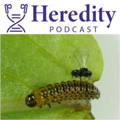 Resisting parasitoids: beetle v wasp