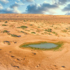 Monkey See Monkey Do