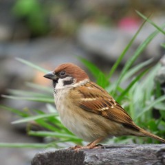 すずめ Feat.十明(motty Bootleg)［Buy=Free DL］