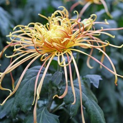 Spider Chrysanthemums
