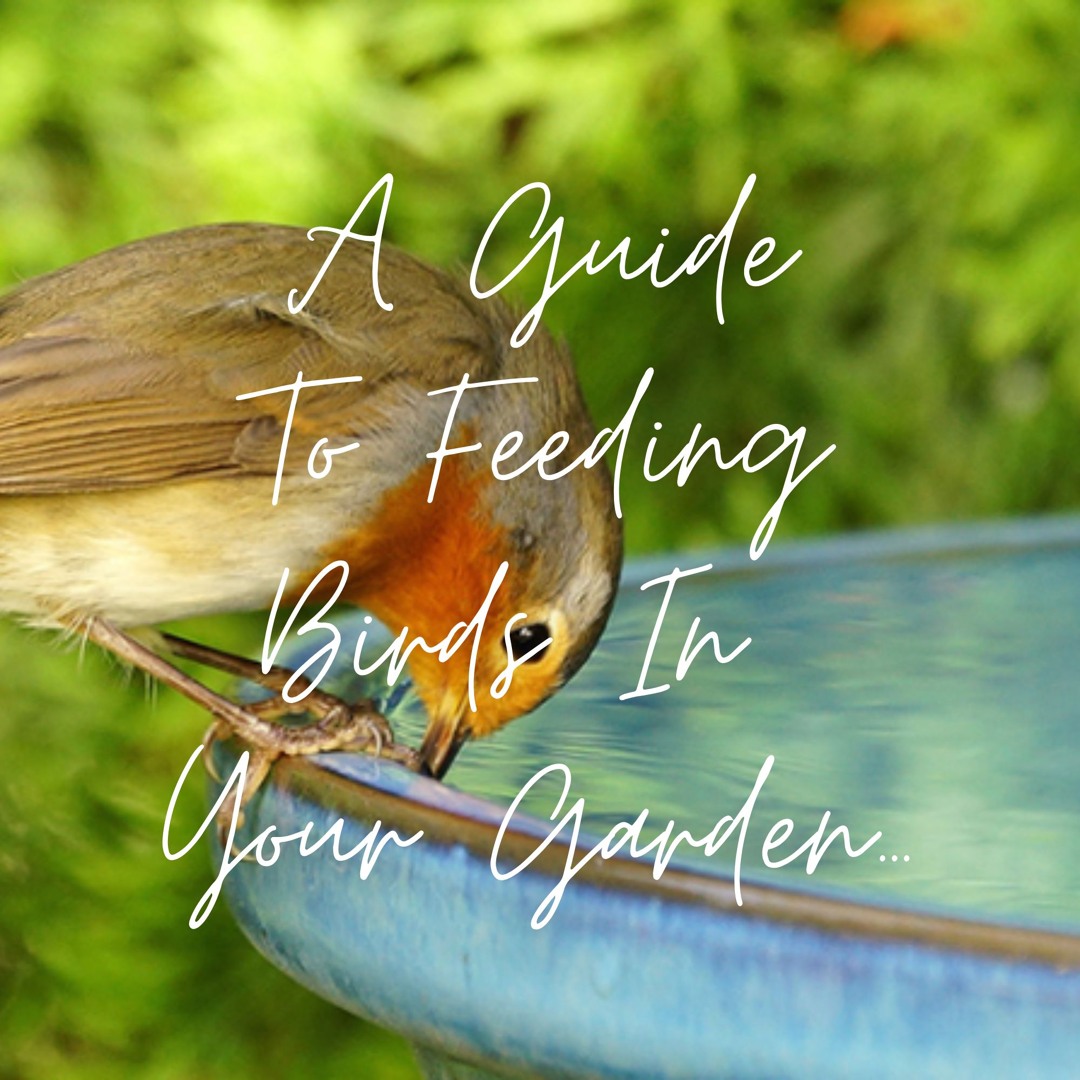 Stream A Guide To Feeding Birds In Your Garden from Hagen's Bees ...