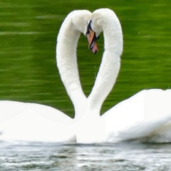 Affection : ) Dave McDonald