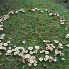 mushrooms <draft>