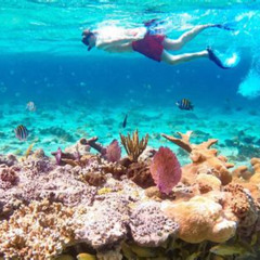 Best Pearl Island Beach Escape And Snorkel Prices Reviews