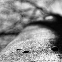 Wooden Sparkle