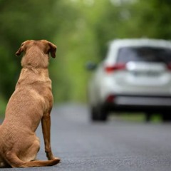 Un animal est un être vivant à part entière, tout comme vous et moi