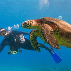 Review Special Price Beginner Scuba Dive In Lahaina: Swimming Required