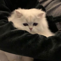 لا تظن انك بتلقى حد مثلي