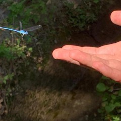 pura eriza (ensayo 2)