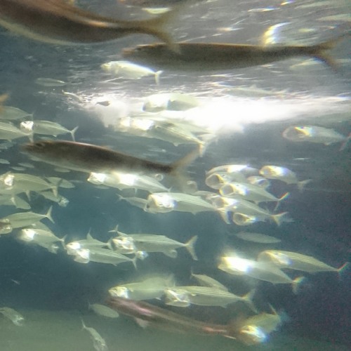 Migratory fish