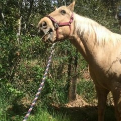 2HOLLIS - Horsey