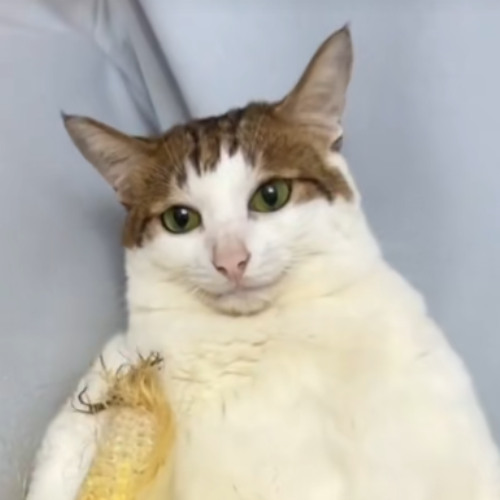 MONTAGEM LUNAR ESMERALDA MEOWSITH