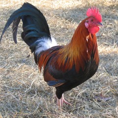 DJ Birdy - Chicken Dance (Vrb Edit)